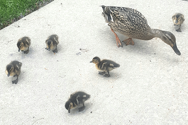 mama-duck-and-baby-ducks-web